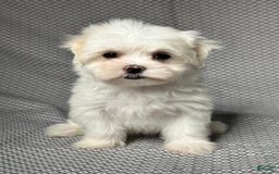 Maltese dogs for sale: Lydia - Image 1