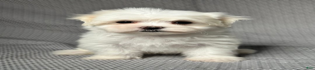 Lydia