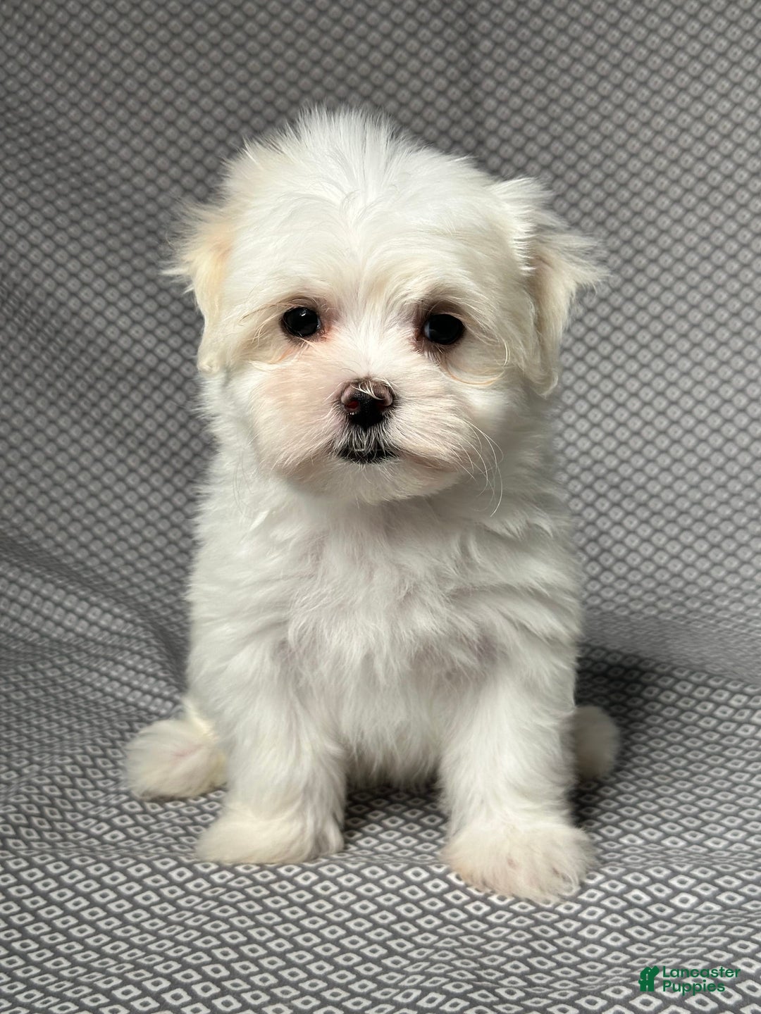 Maltese dogs for sale: Lydia - Image 1