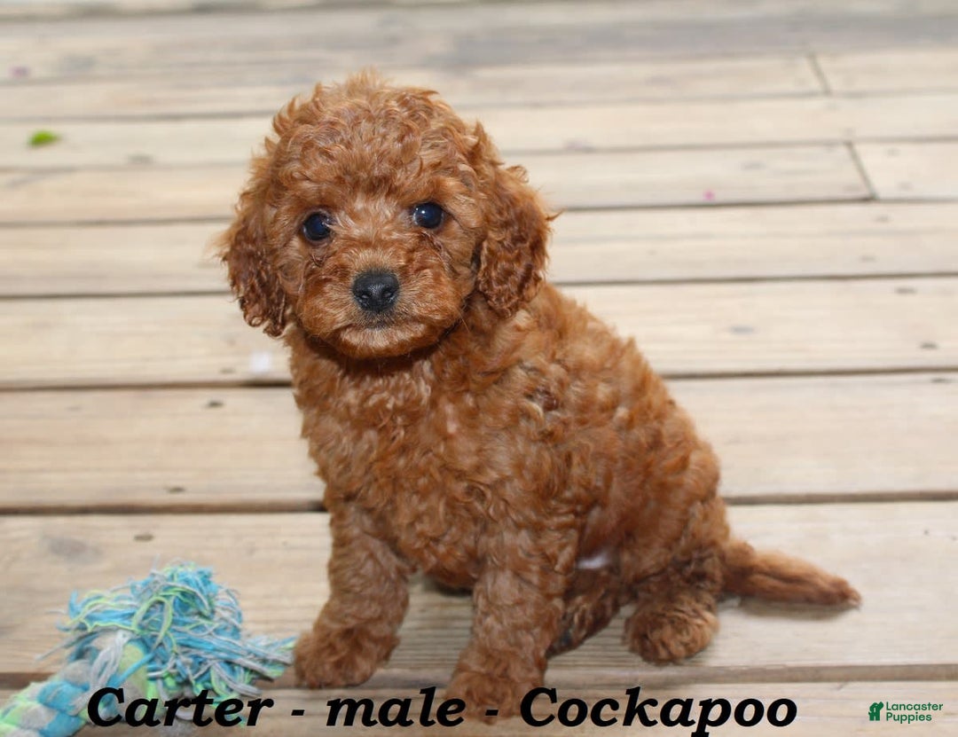Cockapoo dogs for sale: Carter - Image 3
