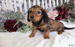 Miniature Dachshund dogs for sale: Gracie - Image 7