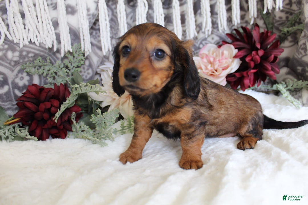 Miniature Dachshund dogs for sale: Gracie - Image 7