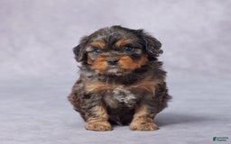 Cavapoo dogs for sale: Demi - Image 9
