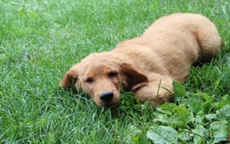 Golden Retriever dogs for sale: Gunther - Image 11