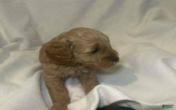 Cavapoo dogs for sale: Hans - Image 1