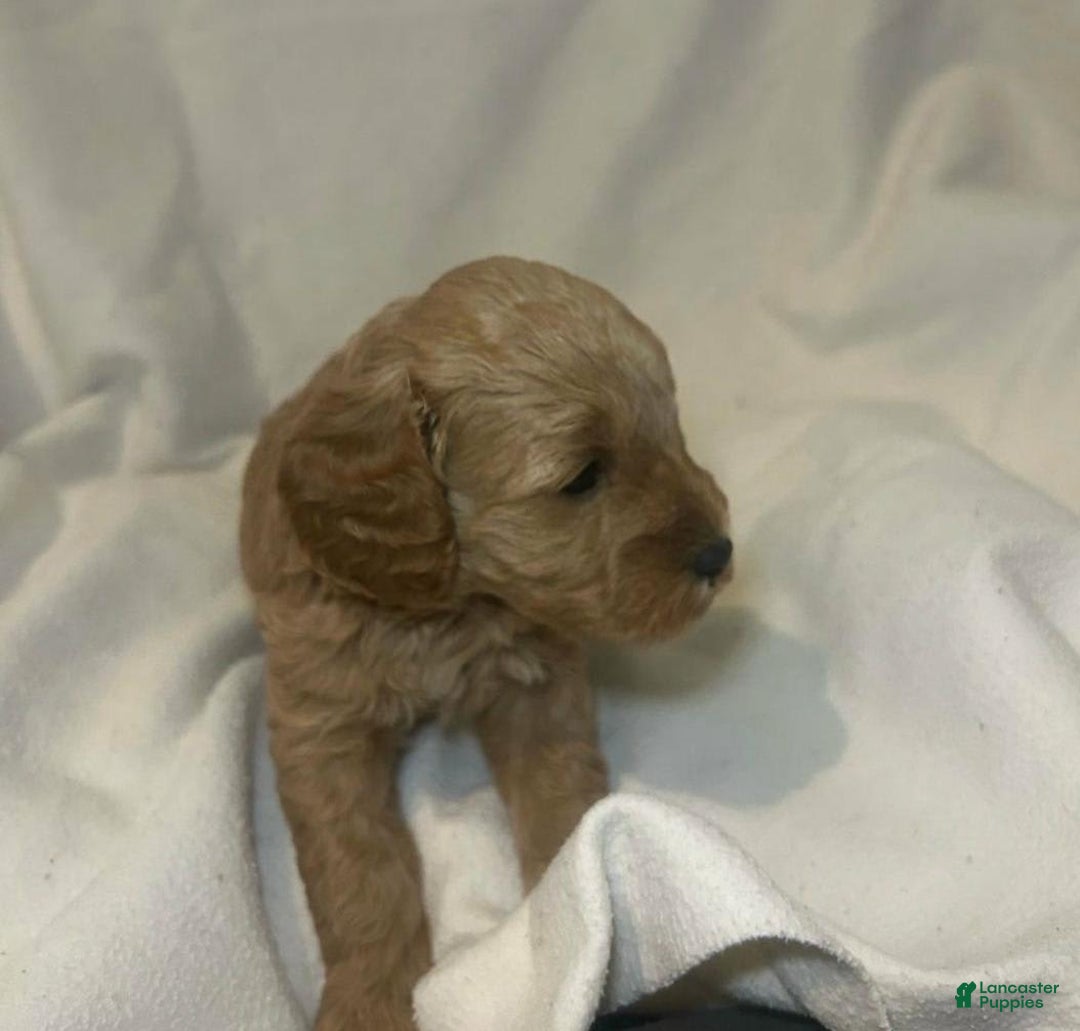 Cavapoo dogs for sale: Hans - Image 1