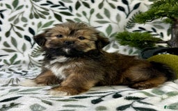 Shorkie dogs for sale: Sammy J - Image 5
