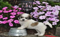 Teddy Bear dogs for sale: Lily - Image 3