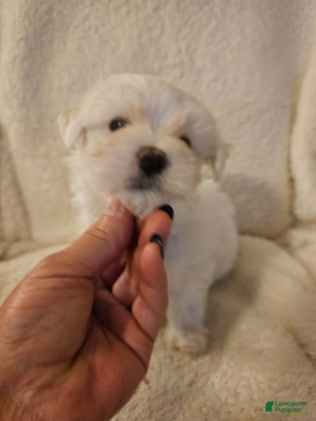 Maltese dogs for sale: Casper - Image 3