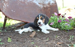 Beagle dogs for sale: Raina - Image 4