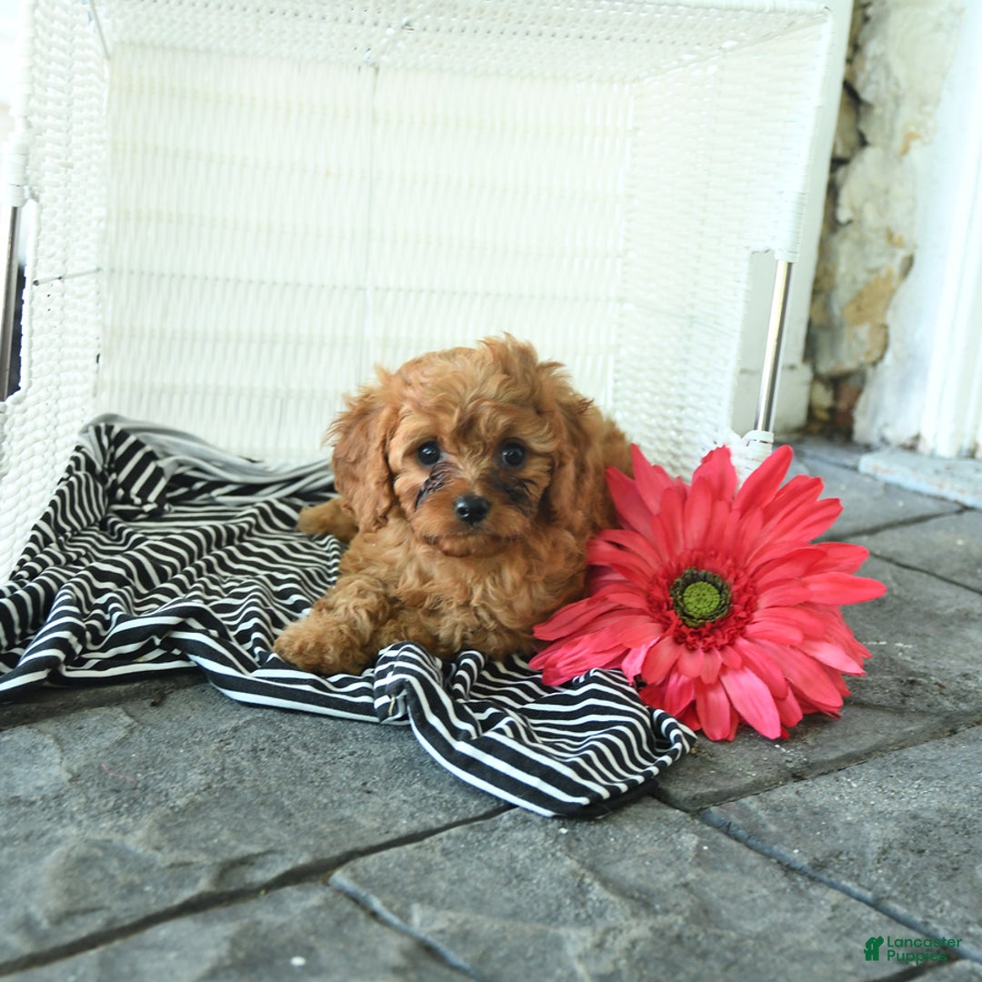 Cavapoo dogs for sale: Nick - Image 4