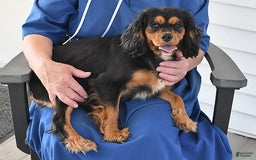 Cavapoo dogs for sale: Nick - Image 6