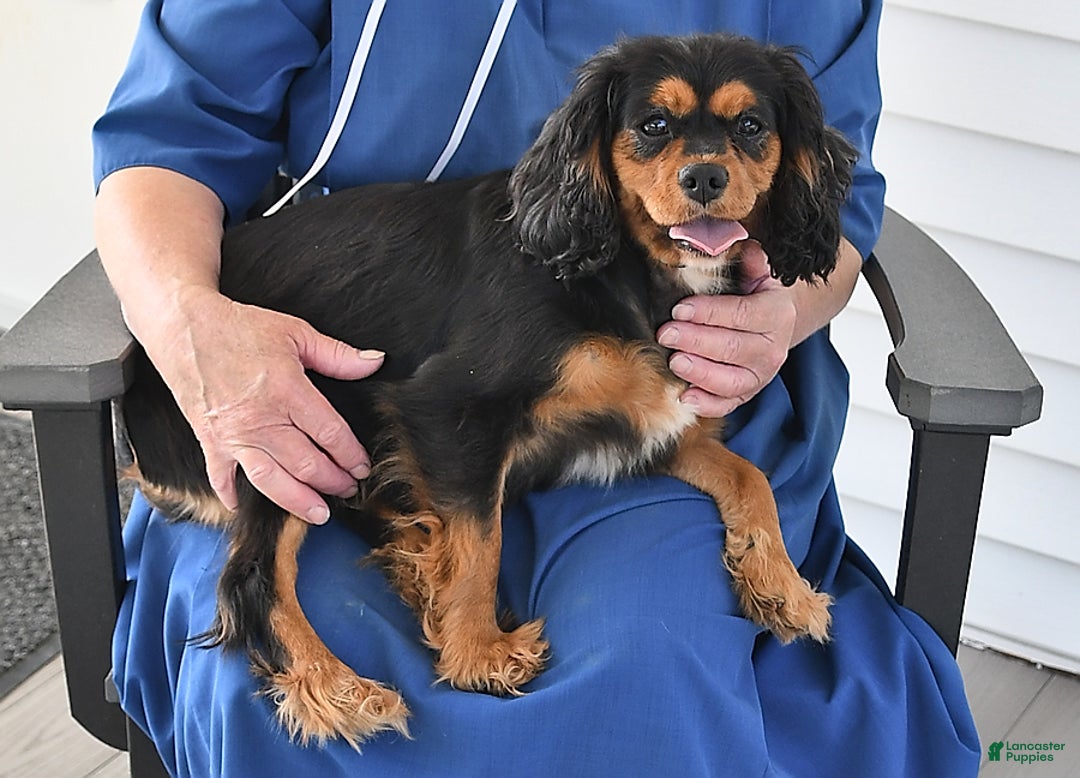 Cavapoo dogs for sale: Nick - Image 6