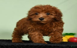 Miniature Poodle dogs for sale: Monty - Image 3