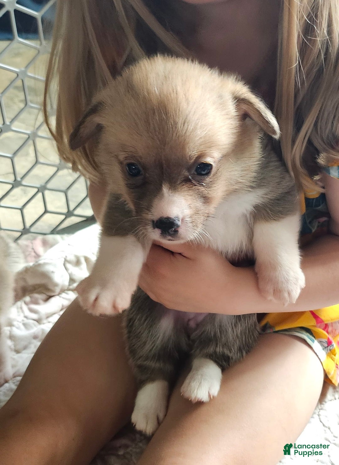 Welsh Corgi Pembroke dogs for sale: Green - Image 1