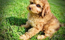 Havapoo dogs for sale: Fancy - Image 16