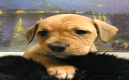 American Staffordshire Terrier dogs for sale: Galinda - Image 12