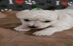Bichon Frise dogs for sale: Mary Francis - Listing for pets: Mary Francis - Image 4