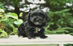 Shorkie dogs for sale: Irving - Image 1