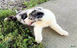 Australian Shepherd dogs for sale: Blue - Image 7