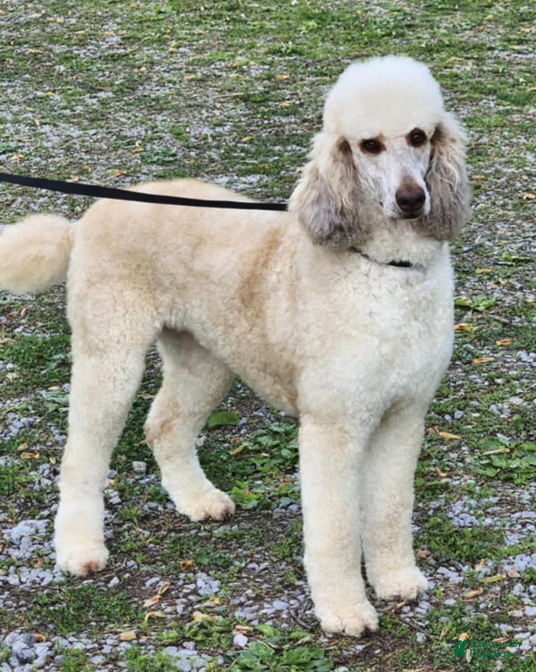 Bernedoodle dogs for sale: 💗 Coconut Bean - Image 11