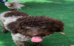 Maltipoo dogs for sale: Penny - Image 7