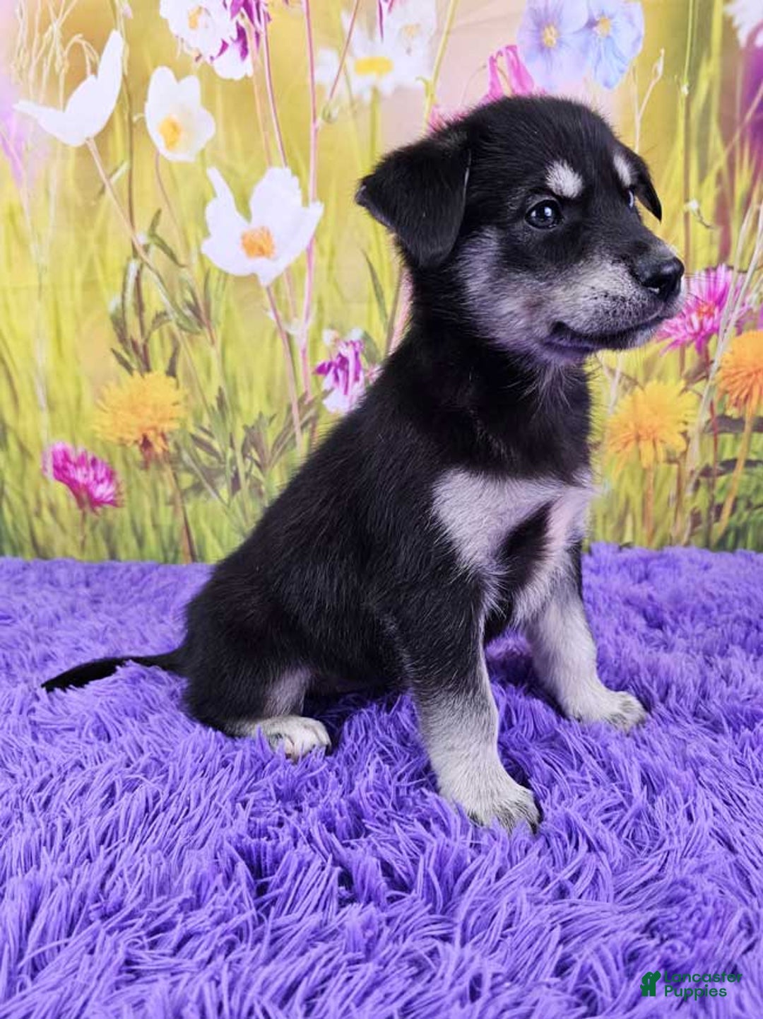 Goberian dogs for sale: Gemma - Image 4