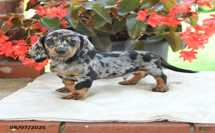 Miniature Dachshund dogs for sale - Ad 2