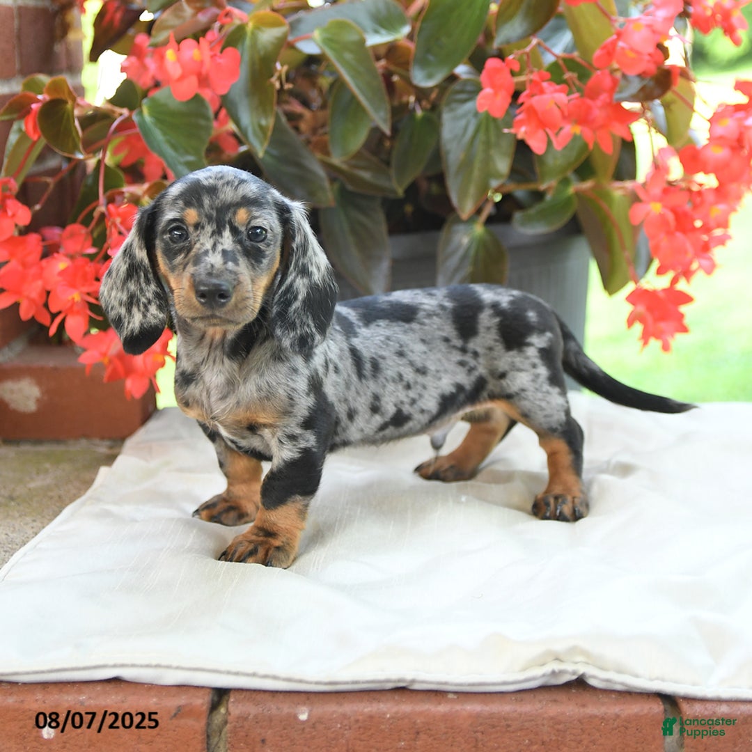 Miniature Dachshund dogs for sale: Noah - Image 1