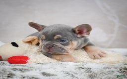 French Bulldog dogs for sale: French Bulldog 6 puppies - Image 39