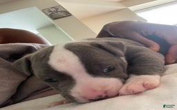 American Staffordshire Terrier dogs for sale: Gizmo - Image 1