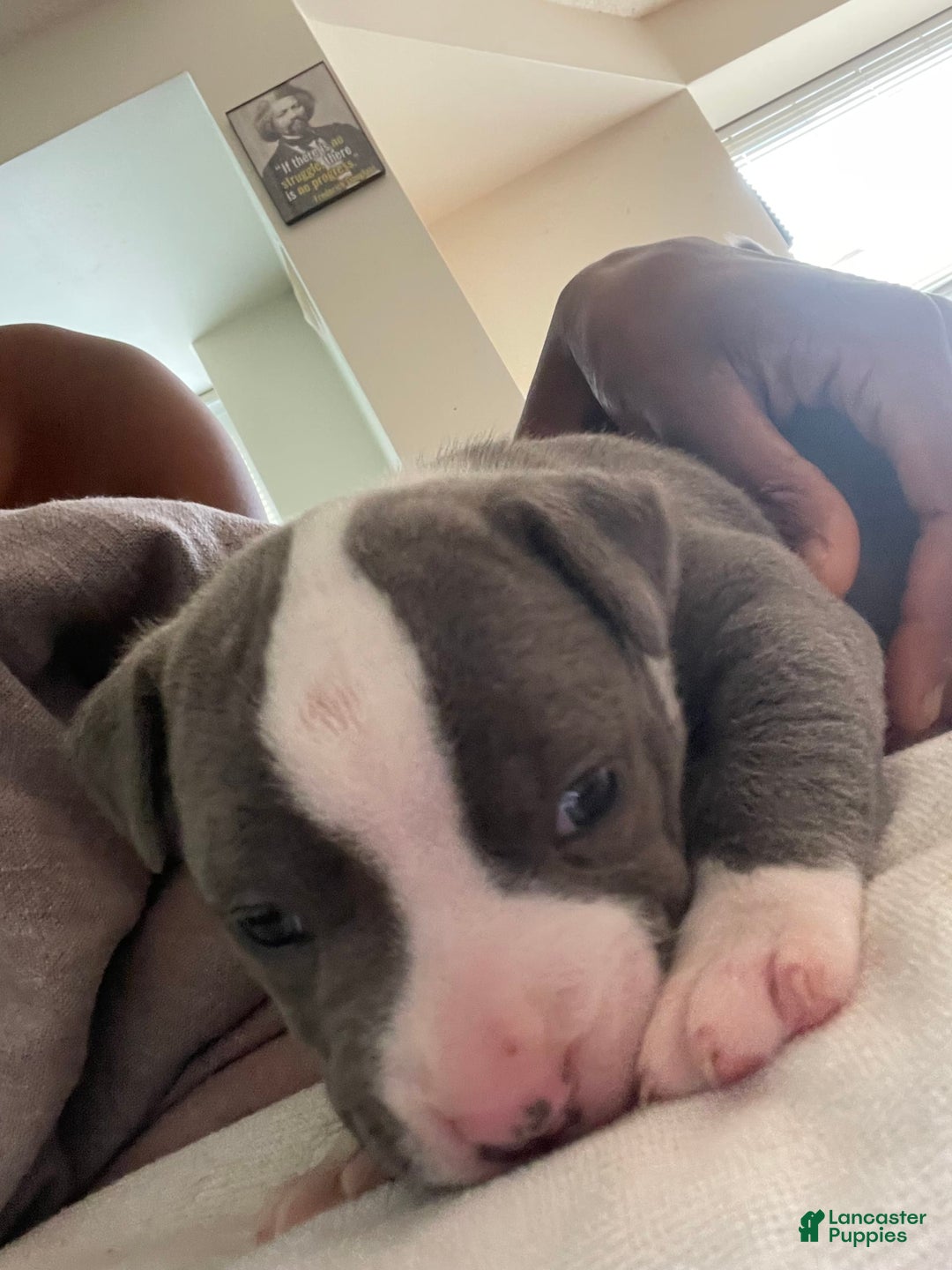 American Staffordshire Terrier dogs for sale: Gizmo - Image 1