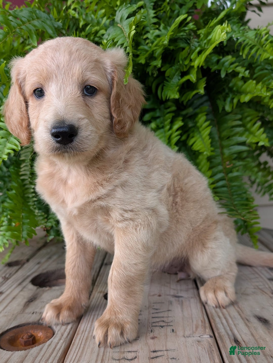 Goldendoodle dogs for sale: Bella - Image 35