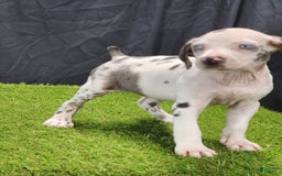 Catahoula Leopard Dog dogs for sale: Diamond 2025 F3 - Image 3