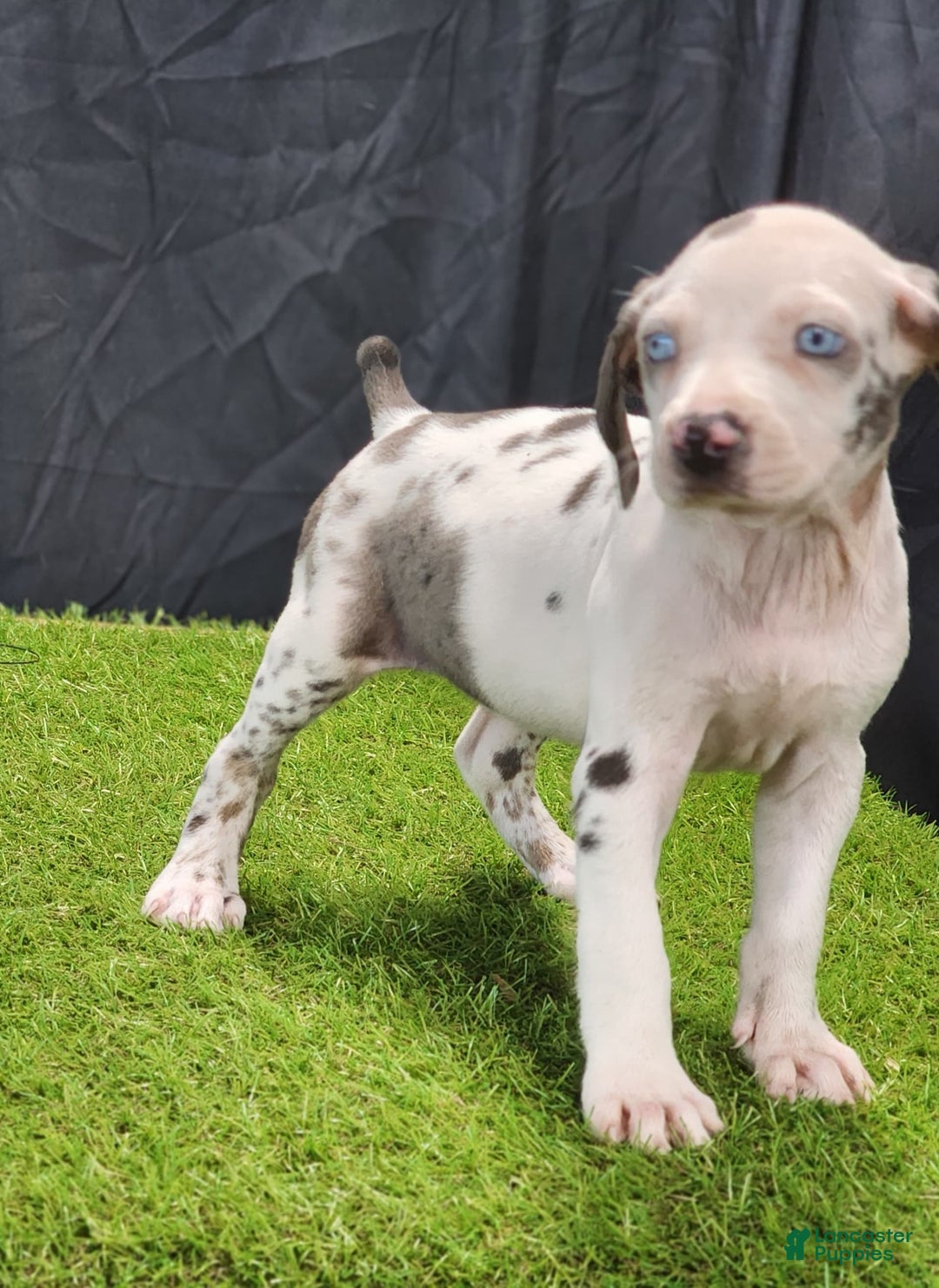 Catahoula Leopard Dog dogs for sale: Diamond 2025 F3 - Image 3
