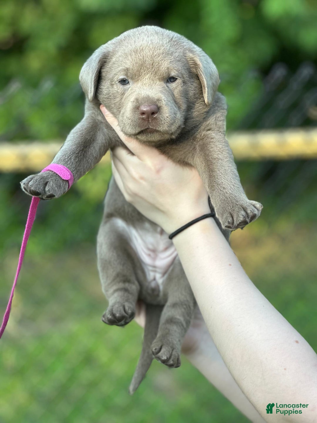 Labrador Retriever dogs for sale: Mingo - Image 3