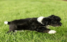 Havapoo dogs for sale: Marley - Image 3