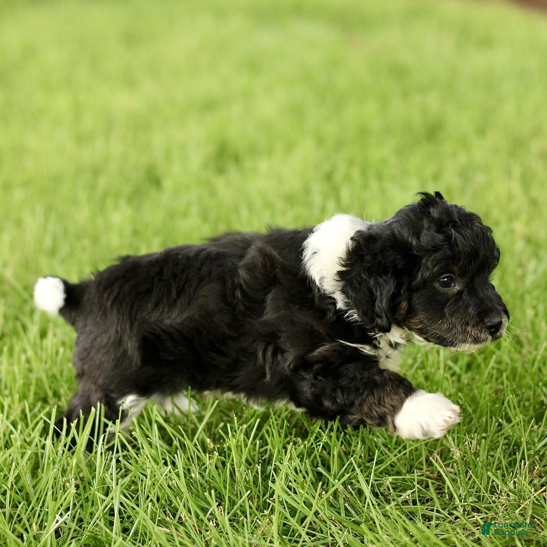 Havapoo dogs for sale: Marley - Image 3