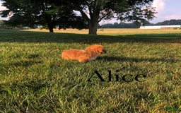 Welsh Corgi Pembroke dogs for sale: Alice - Image 6