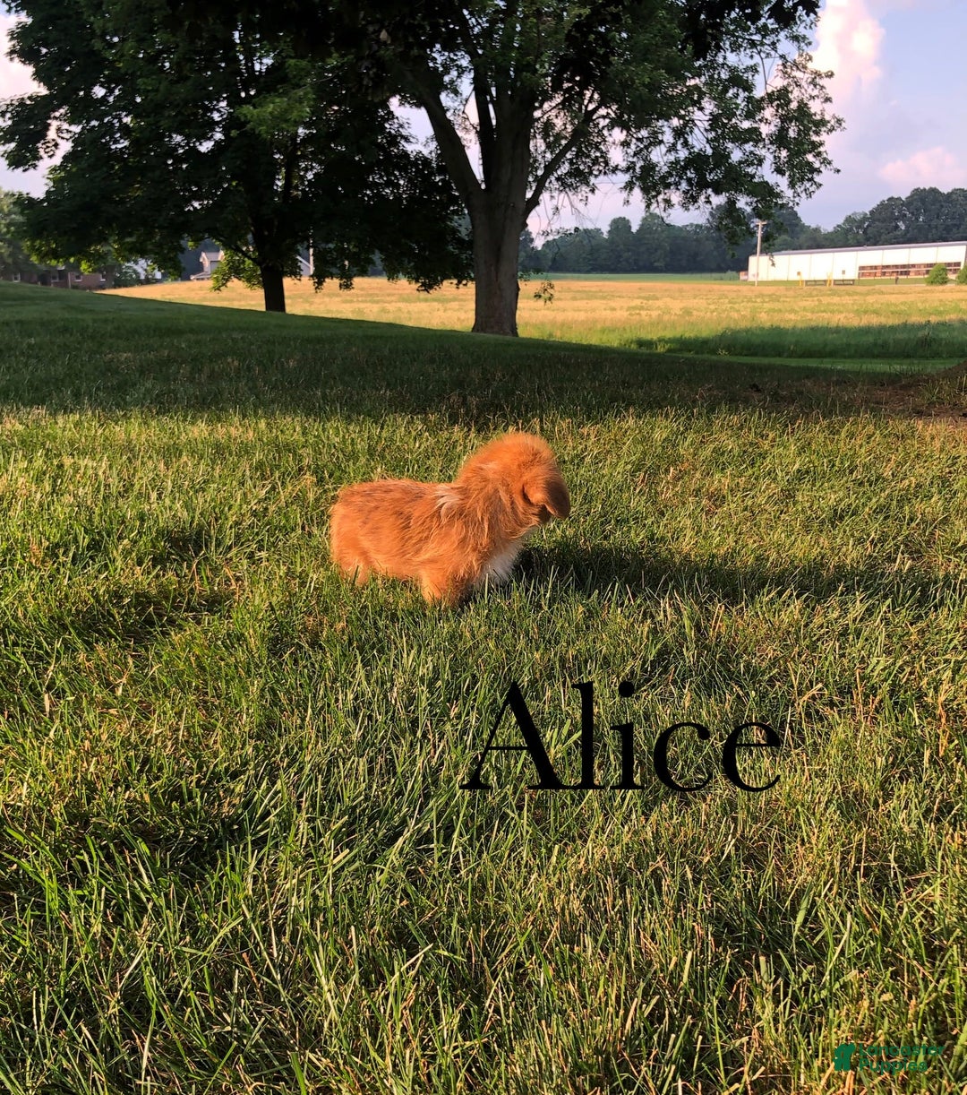Welsh Corgi Pembroke dogs for sale: Alice - Image 6