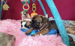 French Bulldog dogs for sale: Apollo Akc 🐾 - Image 18
