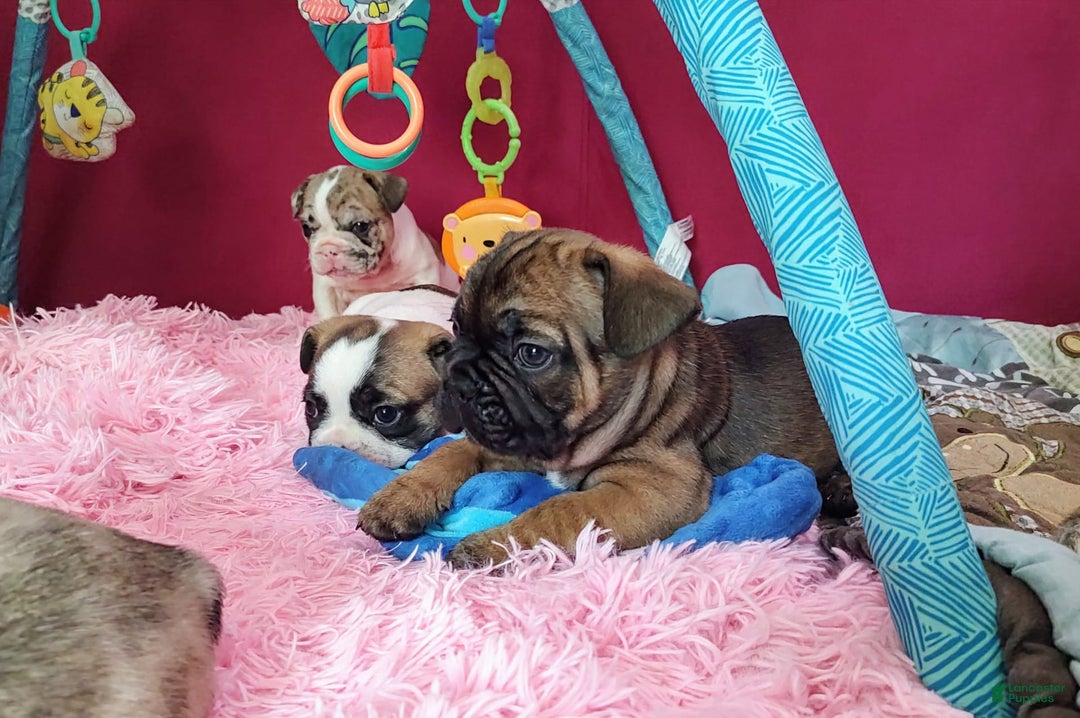 French Bulldog dogs for sale: Apollo Akc 🐾 - Image 18
