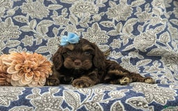 Cockapoo dogs for sale: Kristy - Image 4