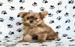 Shorkie dogs for sale: Kate - Image 6