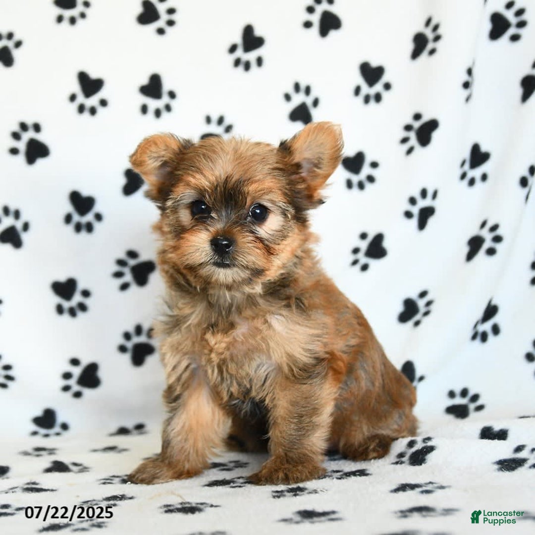 Shorkie dogs for sale: Kate - Image 6
