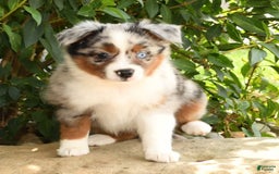 Miniature Australian Shepherd dogs for sale: Avery - Image 8