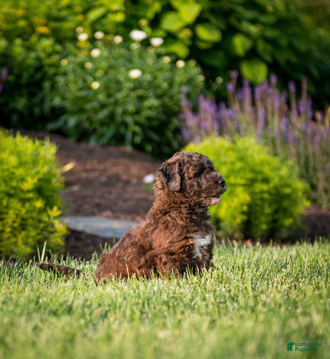 Goldendoodle dogs for sale: Janet - Image 5
