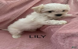 Coton De Tulear dogs for sale: Lily - Image 1