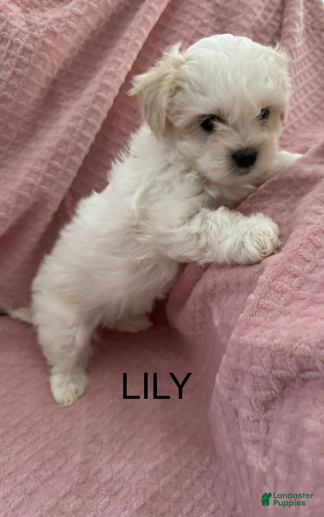 Coton De Tulear dogs for sale: Lily - Image 1