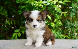 American Corgi dogs for sale: Rusty - Image 4